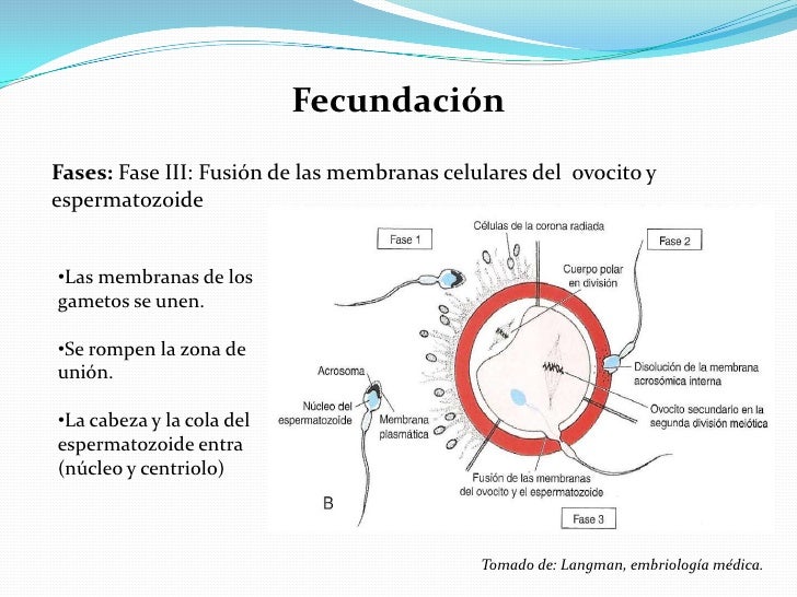 Clase de Embriologia (1ra semana)