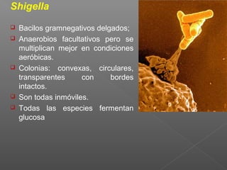 Shigella
 Bacilos gramnegativos delgados;
 Anaerobios facultativos pero se
multiplican mejor en condiciones
aeróbicas.
 Colonias: convexas, circulares,
transparentes con bordes
intactos.
 Son todas inmóviles.
 Todas las especies fermentan
glucosa
 