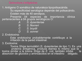 1. Antígeno O somático de naturaleza lipopolisacárida.
Su especificidad serológica depende del polisacárido.
Existen más de 40 serotipos.
Presenta 04 especies de importancia clínica
pertenecientes a 04 grupos serológicos O:
A S. dysenteriae
B S. flexneri
C S. boydii
D S. sonnei
2. Endotoxina:
Esta endotoxina probablemente contribuye a la
irritación de la pared intestinal.
3. Exotoxina:
Toxina Shiga termolábil (S. dysenteriae de tipo 1). Es una
proteína antigénica, produce diarrea lo mismo que la
toxina similar a la toxina Shiga de E. coli, también inhibe la
absorción de glúcidos y aminoácidos en el intestino delgado.
 
