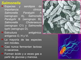 14
Salmonella
 Especies y serotipos de
importancia clínica:
Salmonella Paratyphi A
(serogrupo A), Salmonella
Paratyphi B (serogrupo B),
Salmonella Choleraesuis
(serogrupo C1) y Salmonella
typhi (serogrupo D).
 Estructura antigénica:
antígenos O, H y Vi.
 La mayoría de las especies
son móviles.
 Casi nunca fermentan lactosa
ni sacarosa.
 Forman ácido y a veces gas a
partir de glucosa y manosa.
 
