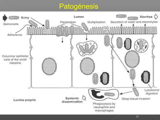 15
Patogénesis
 