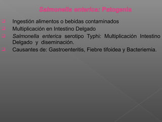  Ingestión alimentos o bebidas contaminados
 Multiplicación en Intestino Delgado
 Salmonella enterica serotipo Typhi: Multiplicación Intestino
Delgado y diseminación.
 Causantes de: Gastroenteritis, Fiebre tifoidea y Bacteriemia.
 