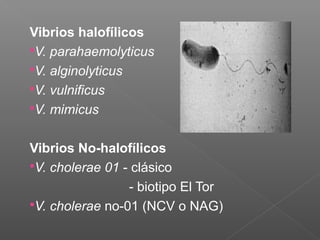 Vibrios halofílicos
V. parahaemolyticus
V. alginolyticus
V. vulnificus
V. mimicus
Vibrios No-halofílicos
V. cholerae 01 - clásico
- biotipo El Tor
V. cholerae no-01 (NCV o NAG)
 