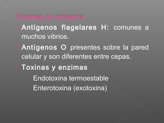  Antígenos flagelares H: comunes a
muchos vibrios.
 Antígenos O presentes sobre la pared
celular y son diferentes entre cepas.
 Toxinas y enzimas
Endotoxina termoestable
Enterotoxina (exotoxina)
 