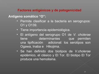 22
Factores antigénicos y de patogenicidad
Antígeno somático “O”:
• Permite clasificar a la bacteria en serogrupos:
O1 y O139.
• Tiene importancia epidemiológica.
• El antígeno del serogrupo O1 de V. cholerae
tiene determinantes que permiten
una tipificación adicional: los serotipos son
Ogawa, Inaba e Hikojima.
• Se han definido dos biotipos de V.cholerae
epidémico, el clásico y El Tor. El biotipo El Tor
produce una hemolisina.
 