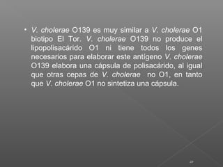23
• V. cholerae O139 es muy similar a V. cholerae O1
biotipo El Tor. V. cholerae O139 no produce el
lipopolisacárido O1 ni tiene todos los genes
necesarios para elaborar este antígeno V. cholerae
O139 elabora una cápsula de polisacárido, al igual
que otras cepas de V. cholerae no O1, en tanto
que V. cholerae O1 no sintetiza una cápsula.
 
