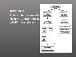  Termolábil.
 Activa la adenilato
ciclasa y aumenta el
cAMP intracelular
24
 