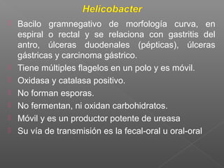 Bacilo gramnegativo de morfología curva, en
espiral o rectal y se relaciona con gastritis del
antro, úlceras duodenales (pépticas), úlceras
gástricas y carcinoma gástrico.
 Tiene múltiples flagelos en un polo y es móvil.
 Oxidasa y catalasa positivo.
 No forman esporas.
 No fermentan, ni oxidan carbohidratos.
 Móvil y es un productor potente de ureasa
 Su vía de transmisión es la fecal-oral u oral-oral
 