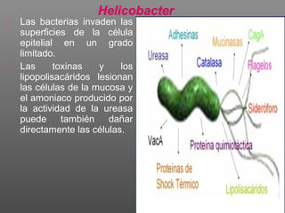  Las bacterias invaden las
superficies de la célula
epitelial en un grado
limitado.
 Las toxinas y los
lipopolisacáridos lesionan
las células de la mucosa y
el amoniaco producido por
la actividad de la ureasa
puede también dañar
directamente las células.
 