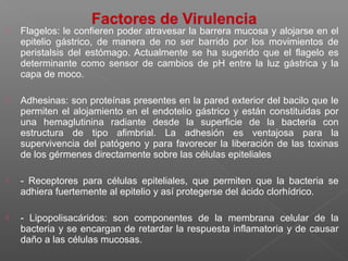  Flagelos: le confieren poder atravesar la barrera mucosa y alojarse en el
epitelio gástrico, de manera de no ser barrido por los movimientos de
peristalsis del estómago. Actualmente se ha sugerido que el flagelo es
determinante como sensor de cambios de pH entre la luz gástrica y la
capa de moco.
 Adhesinas: son proteínas presentes en la pared exterior del bacilo que le
permiten el alojamiento en el endotelio gástrico y están constituidas por
una hemaglutinina radiante desde la superficie de la bacteria con
estructura de tipo afimbrial. La adhesión es ventajosa para la
supervivencia del patógeno y para favorecer la liberación de las toxinas
de los gérmenes directamente sobre las células epiteliales
 - Receptores para células epiteliales, que permiten que la bacteria se
adhiera fuertemente al epitelio y así protegerse del ácido clorhídrico.
 - Lipopolisacáridos: son componentes de la membrana celular de la
bacteria y se encargan de retardar la respuesta inflamatoria y de causar
daño a las células mucosas.
 
