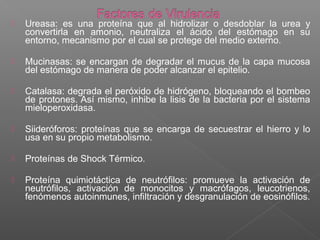  Ureasa: es una proteína que al hidrolizar o desdoblar la urea y
convertirla en amonio, neutraliza el ácido del estómago en su
entorno, mecanismo por el cual se protege del medio externo.
 Mucinasas: se encargan de degradar el mucus de la capa mucosa
del estómago de manera de poder alcanzar el epitelio.
 Catalasa: degrada el peróxido de hidrógeno, bloqueando el bombeo
de protones. Así mismo, inhibe la lisis de la bacteria por el sistema
mieloperoxidasa.
 Siideróforos: proteínas que se encarga de secuestrar el hierro y lo
usa en su propio metabolismo.
 Proteínas de Shock Térmico.
 Proteína quimiotáctica de neutrófilos: promueve la activación de
neutrófilos, activación de monocitos y macrófagos, leucotrienos,
fenómenos autoinmunes, infiltración y desgranulación de eosinófilos.
 