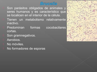  Son parásitos obligados de animales y
seres humanos y es característico que
se localicen en el interior de la célula.
 Tienen un metabolismo relativamente
inactivo.
 Predominan formas cocobacilares
cortas.
 Son gramnegativos.
 Aerobios.
 No móviles.
 No formadores de esporas
 