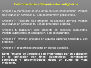Enterobacterias - Determinantes antigénicos
Antígeno O (somático): se encuentra en la pared bacteriana. Permite
clasificarlas en serotipos O. Son de naturaleza polisacárida.
Antígeno H (flagelar): sólo presente en especies móviles. Permite
clasificarlas en serotipos H. Son de naturaleza proteíca.
Antígeno K (capsular): sólo presente en especies capsuladas.
Permite clasificarlas en serotipos K. Son polisacáridos.
Antígeno F (fimbrial): presente en algunas bacterias fimbriadas. Son
proteínas.
Antígeno Vi (superficie): presente en ciertas especies.
Estos factores de virulencia son importantes por su aplicación
en la tipificación con fines diagnósticos (identificación
serológica) y epidemiológicos desde un punto de vista
molecular.
 