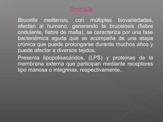  Brucella melitensis, con múltiples biovariedades,
afectan al humano, generando la brucelosis (fiebre
ondulante, fiebre de malta), se caracteriza por una fase
bacteriémica aguda que se acompaña de una etapa
crónica que puede prolongarse durante muchos años y
puede afectar a diversos tejidos.
 Presenta lipopolisacáridos, (LPS) y proteínas de la
membrana externa que participan mediante receptores
tipo manosa o integrinas, respectivamente..
 