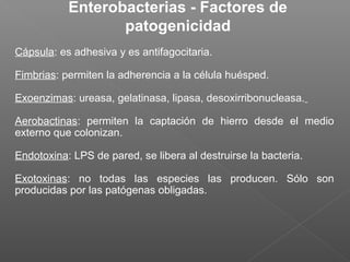 Enterobacterias - Factores de
patogenicidad
Cápsula: es adhesiva y es antifagocitaria.
Fimbrias: permiten la adherencia a la célula huésped.
Exoenzimas: ureasa, gelatinasa, lipasa, desoxirribonucleasa.
Aerobactinas: permiten la captación de hierro desde el medio
externo que colonizan.
Endotoxina: LPS de pared, se libera al destruirse la bacteria.
Exotoxinas: no todas las especies las producen. Sólo son
producidas por las patógenas obligadas.
 