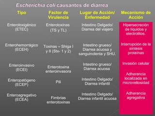 Tipo Factor de
Virulencia
Lugar de Acción/
Enfermedad
Mecanismo de
Acción
Enterotoxigénico
(ETEC)
Enterohemorrágico
(ECEH)
Enteroinvasivo
(ECEI)
Enteropatógeno
(ECEP)
Enteroagregativo
(ECEA)
Enterotoxinas
(TS y TL)
Toxinas ≈ Shiga I
y II (Stx- 1 y 2)
Enterotoxina
enteroinvasora
Pili
Fimbrias
enterotoxinas
Intestino Delgado/
Diarrea del viajero
Intestino grueso/
Diarrea acuosa y
sanguinolenta y SHU.
Intestino grueso/
Diarrea acuosa
Intestino Delgado/
Diarrea infantil
Intestino Delgado/
Diarrea infantil acuosa
Hipersecreción
de líquidos y
electrolitos.
Interrupción de la
síntesis
proteínas
Invasión celular
Adherencia
localizada en
microvellosidad
Adherencia
agregativa
 