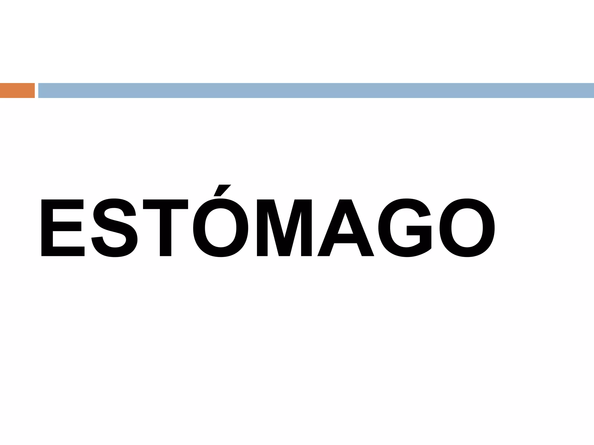 ESTÓMAGO
 