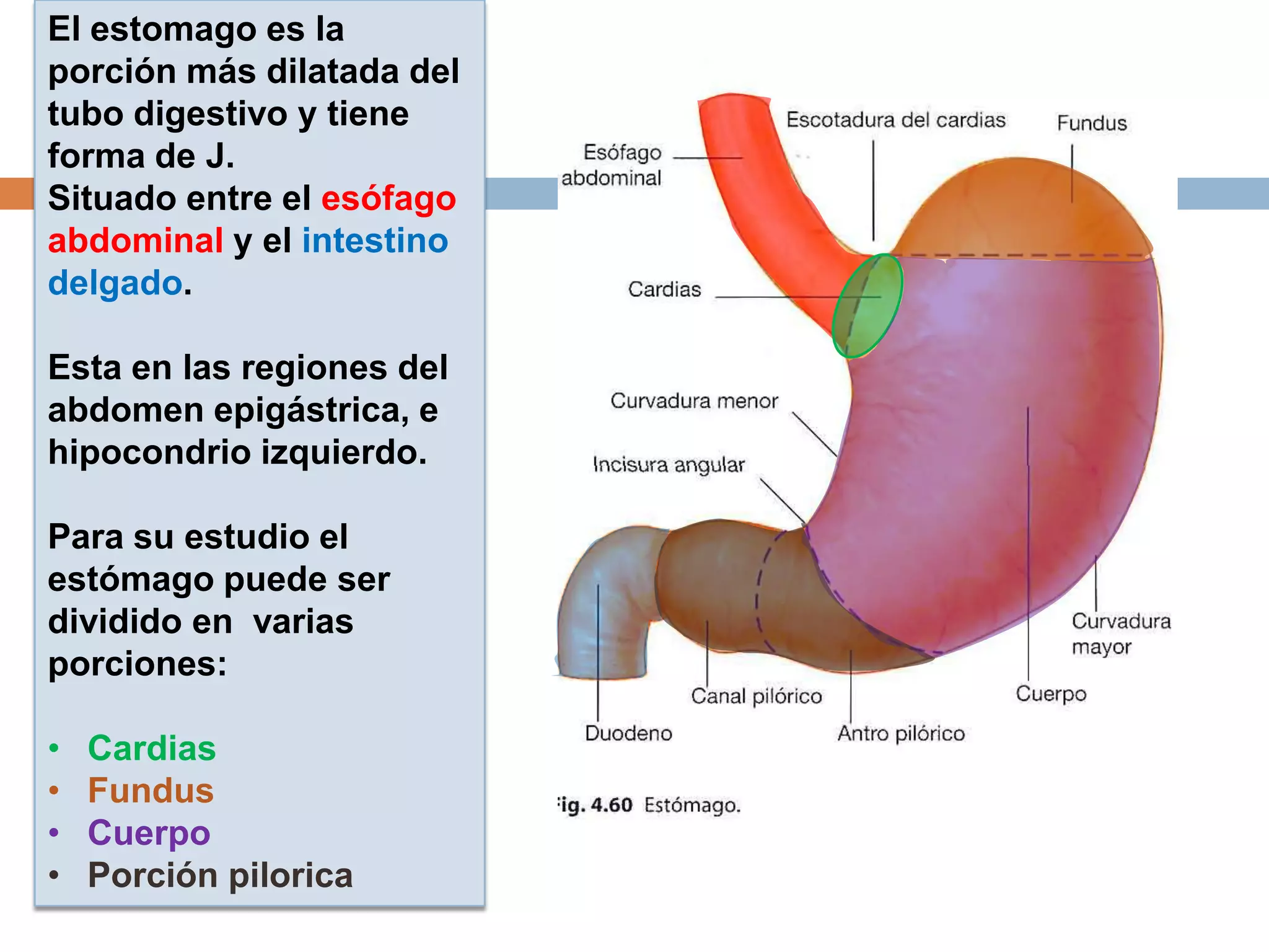 El estomago es la
porción más dilatada del
tubo digestivo y tiene
forma de J.
Situado entre el esófago
abdominal y el intestino
delgado.
Esta en las regiones del
abdomen epigástrica, e
hipocondrio izquierdo.
Para su estudio el
estómago puede ser
dividido en varias
porciones:
• Cardias
• Fundus
• Cuerpo
• Porción pilorica
 