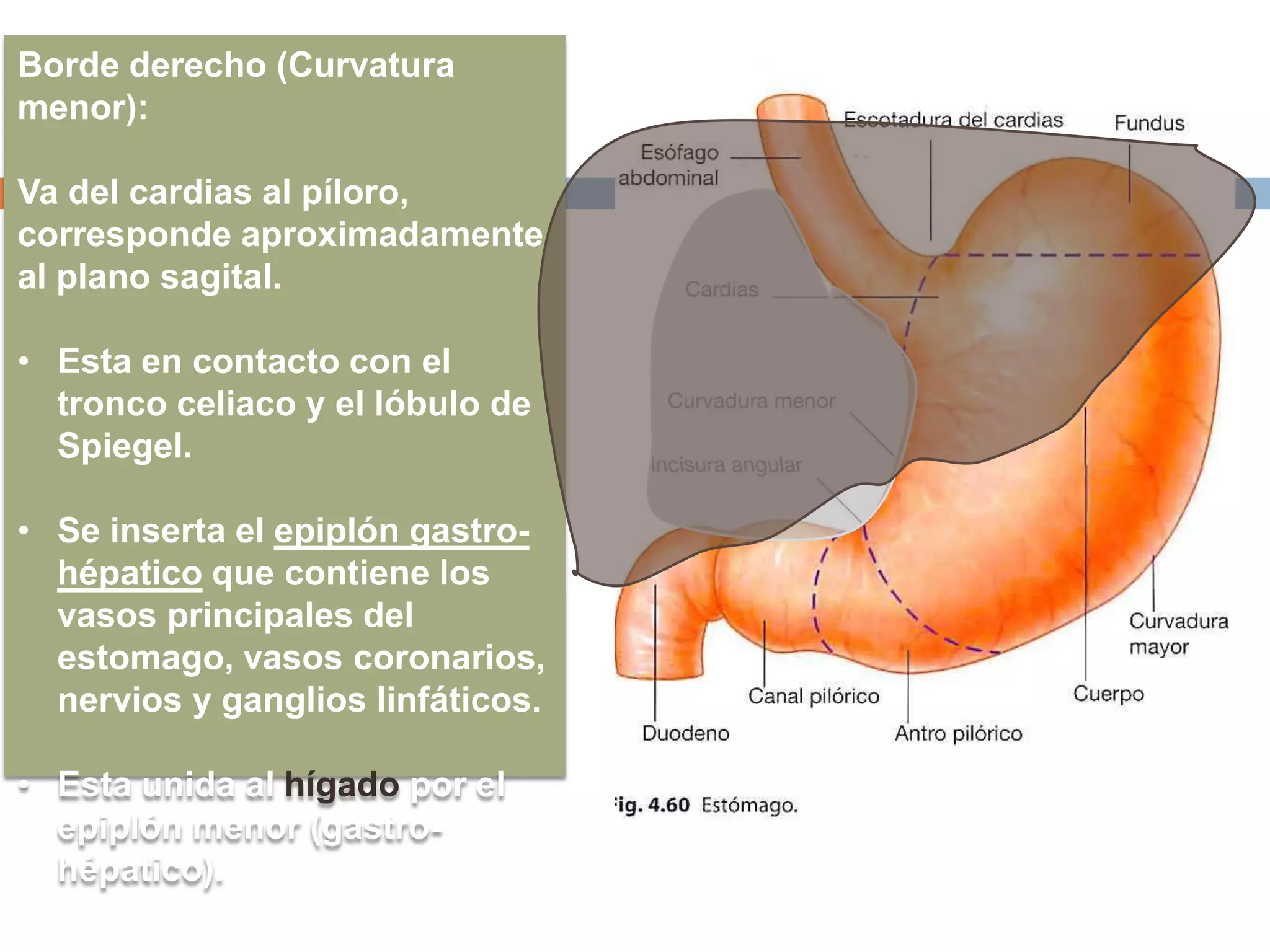 Borde derecho (Curvatura
menor):
Va del cardias al píloro,
corresponde aproximadamente
al plano sagital.
• Esta en contacto con el
tronco celiaco y el lóbulo de
Spiegel.
• Se inserta el epiplón gastro-
hépatico que contiene los
vasos principales del
estomago, vasos coronarios,
nervios y ganglios linfáticos.
• Esta unida al hígado por el
epiplón menor (gastro-
hépatico).
 
