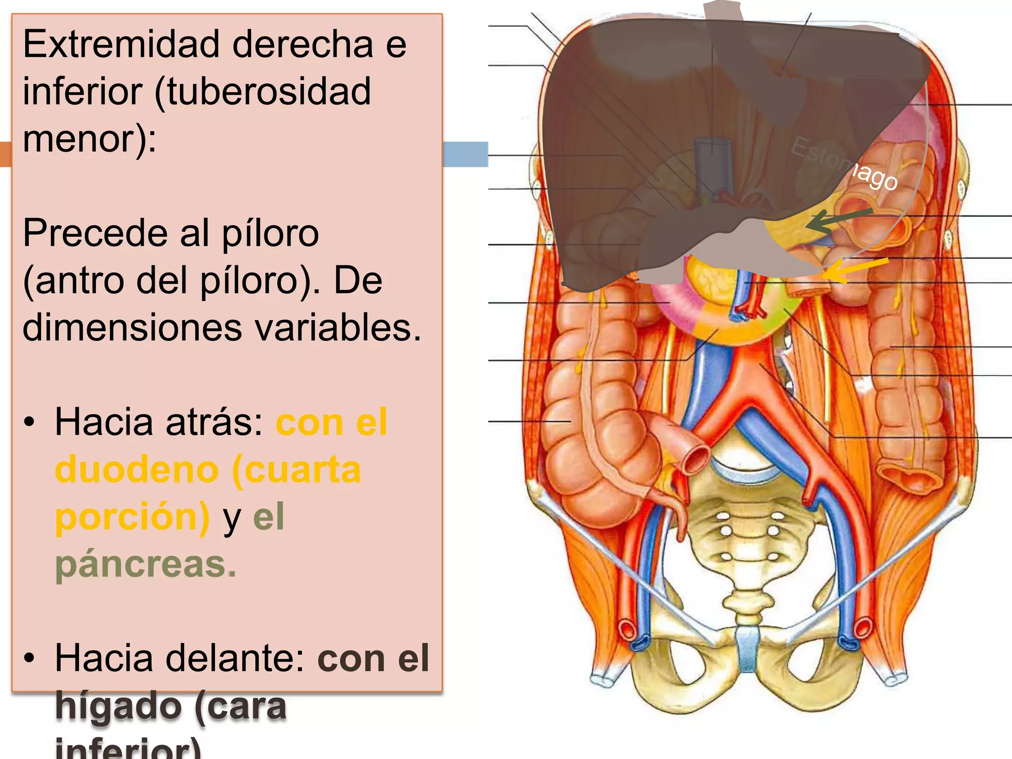 Extremidad derecha e
inferior (tuberosidad
menor):
Precede al píloro
(antro del píloro). De
dimensiones variables.
• Hacia atrás: con el
duodeno (cuarta
porción) y el
páncreas.
• Hacia delante: con el
hígado (cara
 
