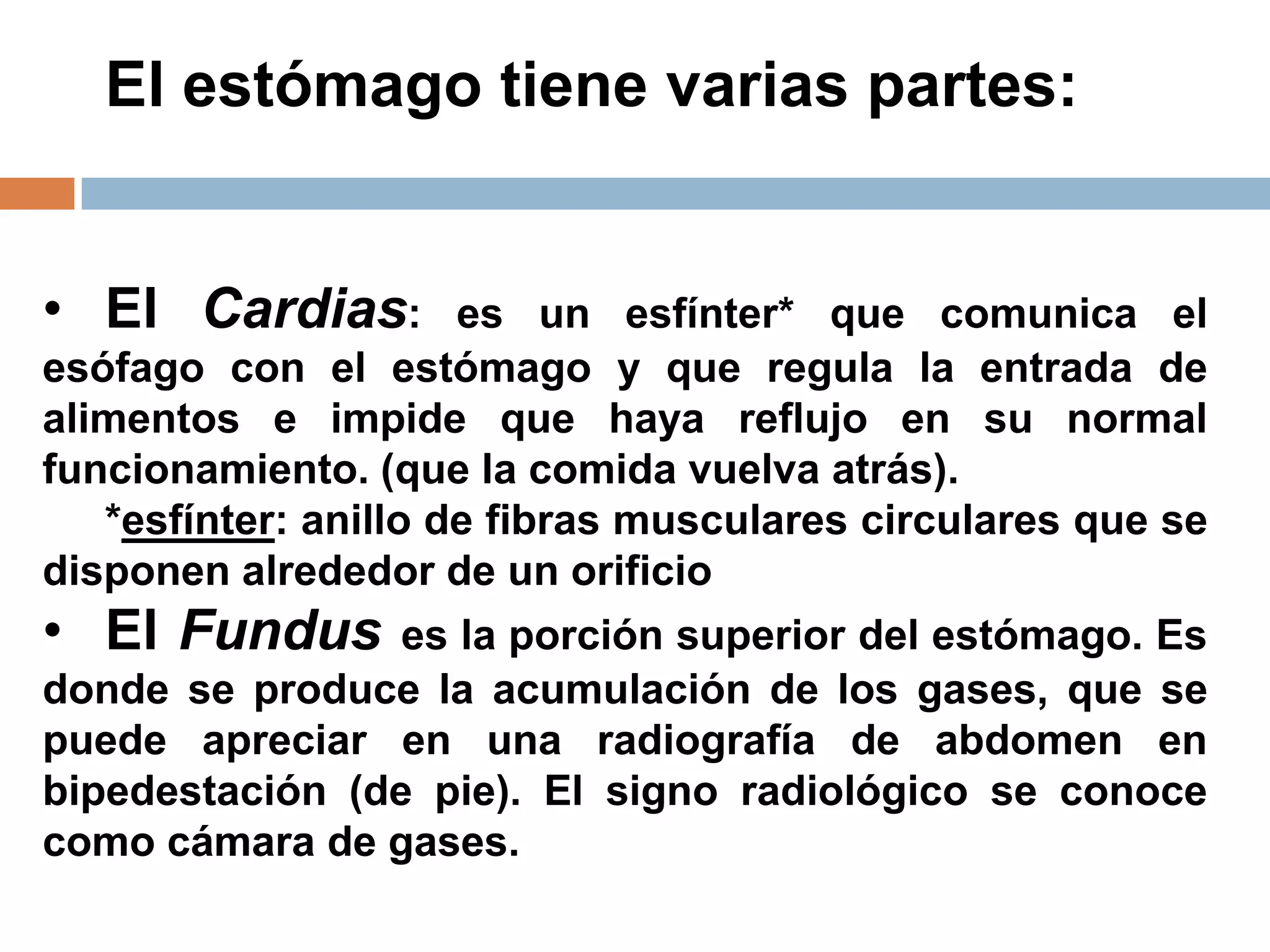 El estómago tiene varias partes:
• El Cardias: es un esfínter* que comunica el
esófago con el estómago y que regula la entrada de
alimentos e impide que haya reflujo en su normal
funcionamiento. (que la comida vuelva atrás).
*esfínter: anillo de fibras musculares circulares que se
disponen alrededor de un orificio
• El Fundus es la porción superior del estómago. Es
donde se produce la acumulación de los gases, que se
puede apreciar en una radiografía de abdomen en
bipedestación (de pie). El signo radiológico se conoce
como cámara de gases.
 