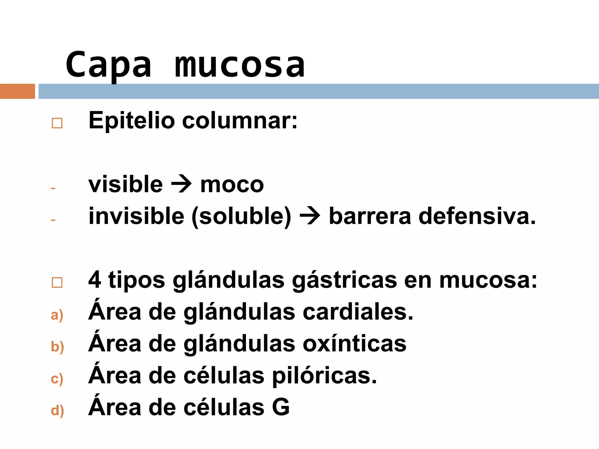  Epitelio columnar:
- visible  moco
- invisible (soluble)  barrera defensiva.
 4 tipos glándulas gástricas en mucosa:
a) Área de glándulas cardiales.
b) Área de glándulas oxínticas
c) Área de células pilóricas.
d) Área de células G
Capa mucosa
 