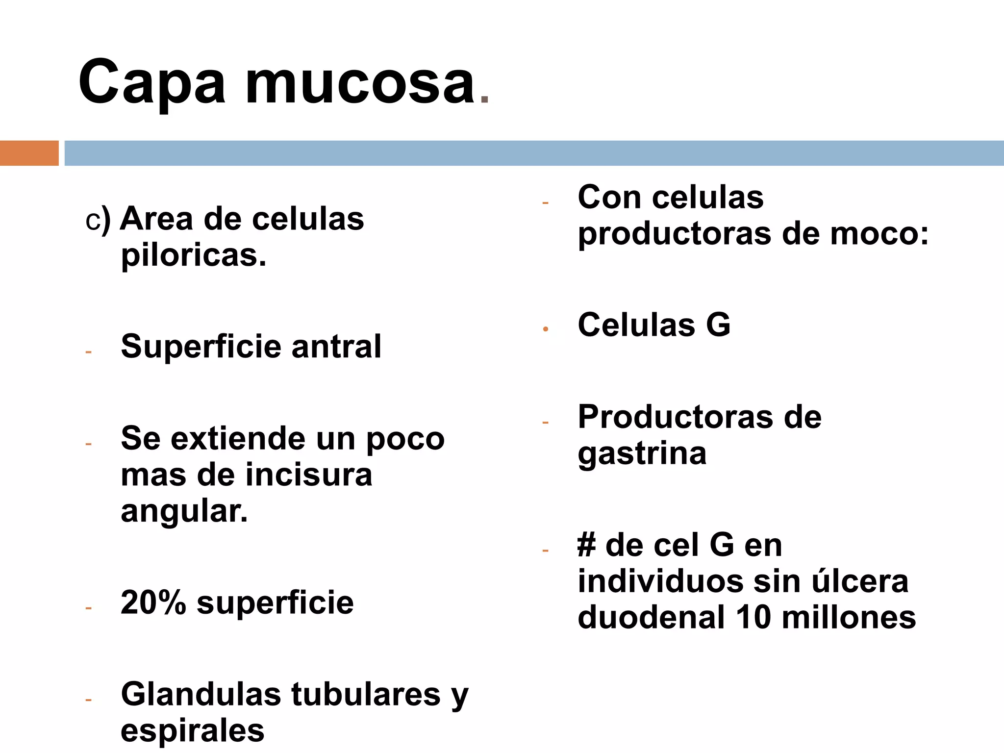 Capa mucosa.
c) Area de celulas
piloricas.
- Superficie antral
- Se extiende un poco
mas de incisura
angular.
- 20% superficie
- Glandulas tubulares y
espirales
- Con celulas
productoras de moco:
• Celulas G
- Productoras de
gastrina
- # de cel G en
individuos sin úlcera
duodenal 10 millones
 