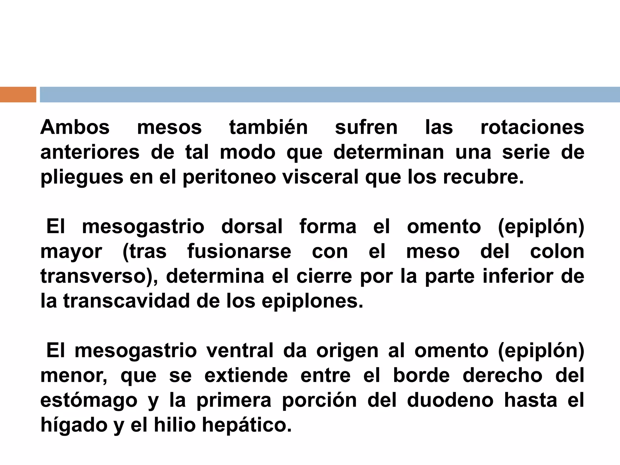 Ambos mesos también sufren las rotaciones
anteriores de tal modo que determinan una serie de
pliegues en el peritoneo visceral que los recubre.
El mesogastrio dorsal forma el omento (epiplón)
mayor (tras fusionarse con el meso del colon
transverso), determina el cierre por la parte inferior de
la transcavidad de los epiplones.
El mesogastrio ventral da origen al omento (epiplón)
menor, que se extiende entre el borde derecho del
estómago y la primera porción del duodeno hasta el
hígado y el hilio hepático.
 