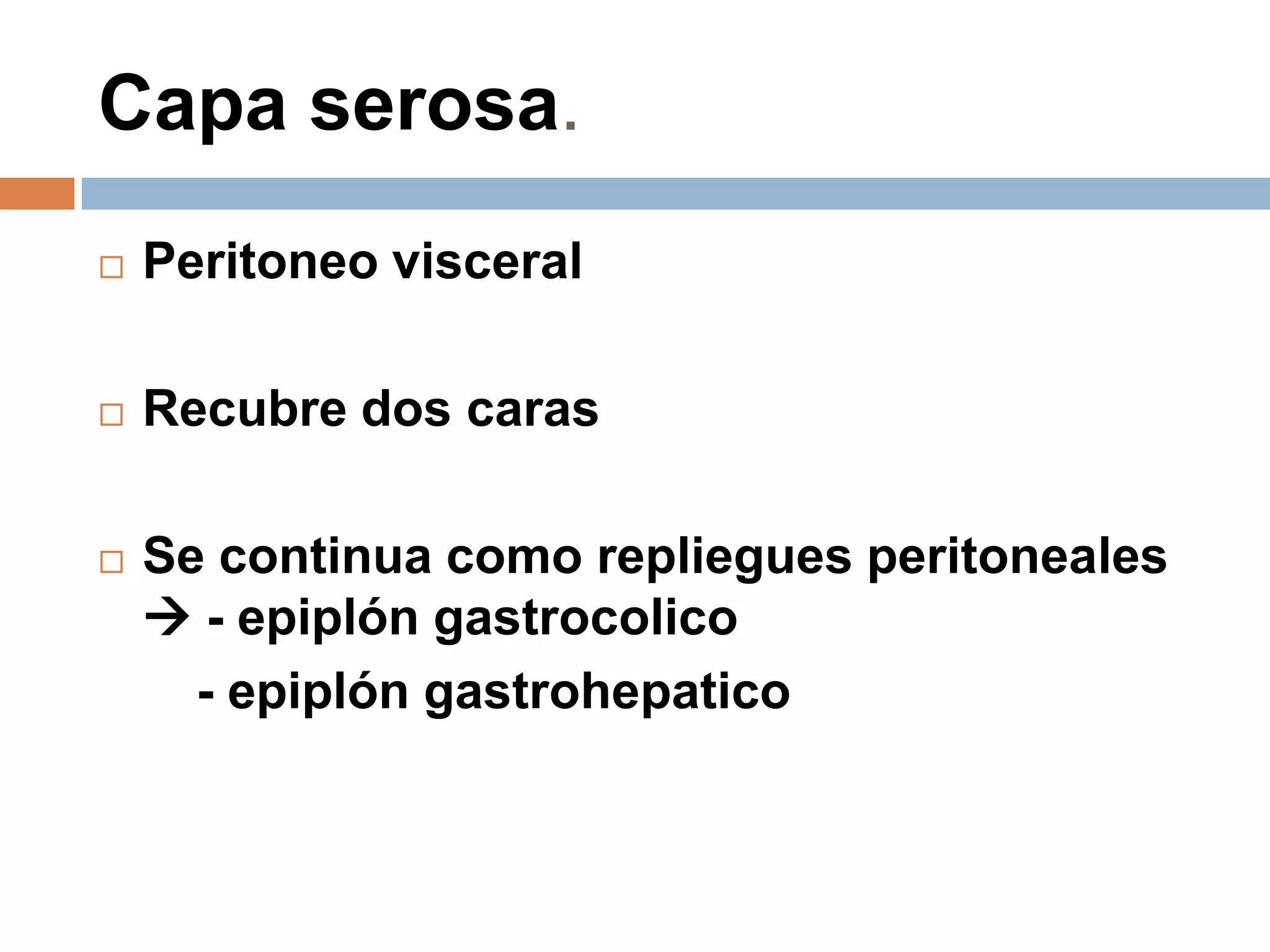 Capa serosa.
 Peritoneo visceral
 Recubre dos caras
 Se continua como repliegues peritoneales
 - epiplón gastrocolico
- epiplón gastrohepatico
 