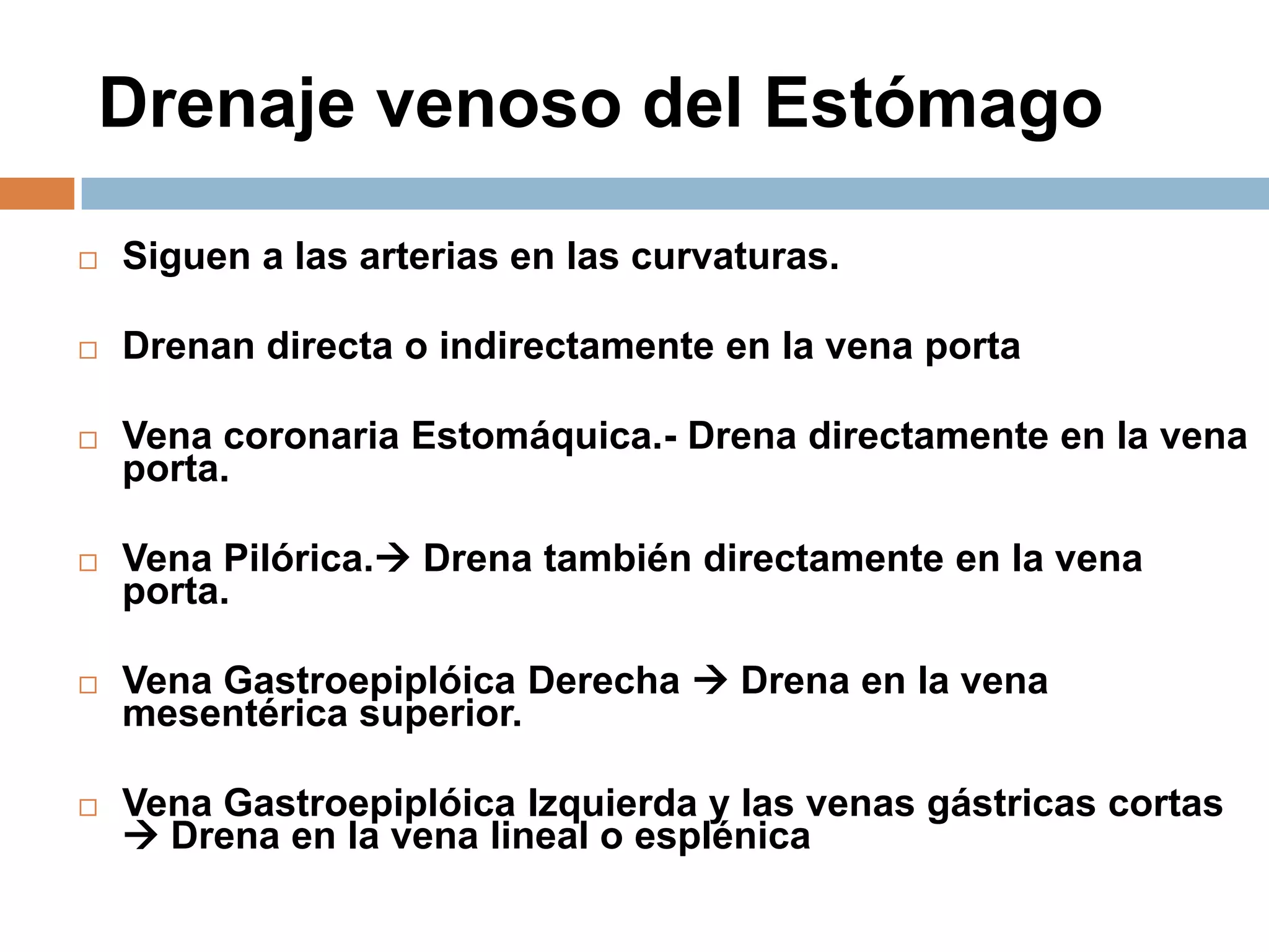Drenaje venoso del Estómago
 Siguen a las arterias en las curvaturas.
 Drenan directa o indirectamente en la vena porta
 Vena coronaria Estomáquica.- Drena directamente en la vena
porta.
 Vena Pilórica. Drena también directamente en la vena
porta.
 Vena Gastroepiplóica Derecha  Drena en la vena
mesentérica superior.
 Vena Gastroepiplóica Izquierda y las venas gástricas cortas
 Drena en la vena lineal o esplénica
 