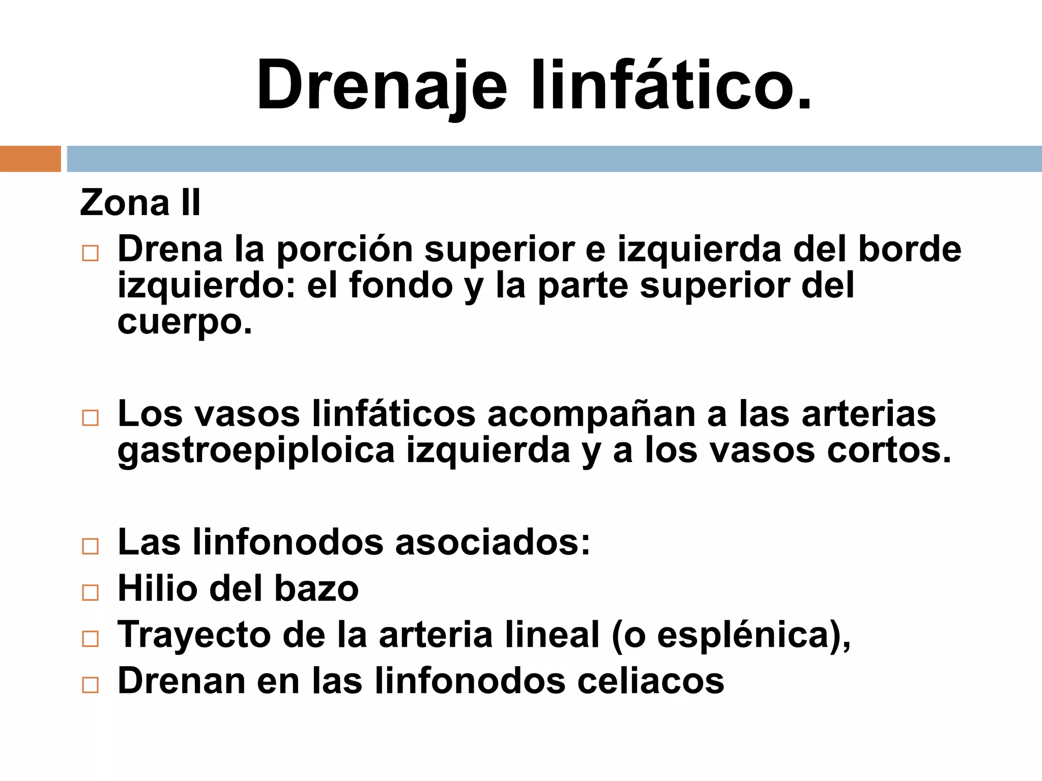 Drenaje linfático.
Zona II
 Drena la porción superior e izquierda del borde
izquierdo: el fondo y la parte superior del
cuerpo.
 Los vasos linfáticos acompañan a las arterias
gastroepiploica izquierda y a los vasos cortos.
 Las linfonodos asociados:
 Hilio del bazo
 Trayecto de la arteria lineal (o esplénica),
 Drenan en las linfonodos celiacos
 
