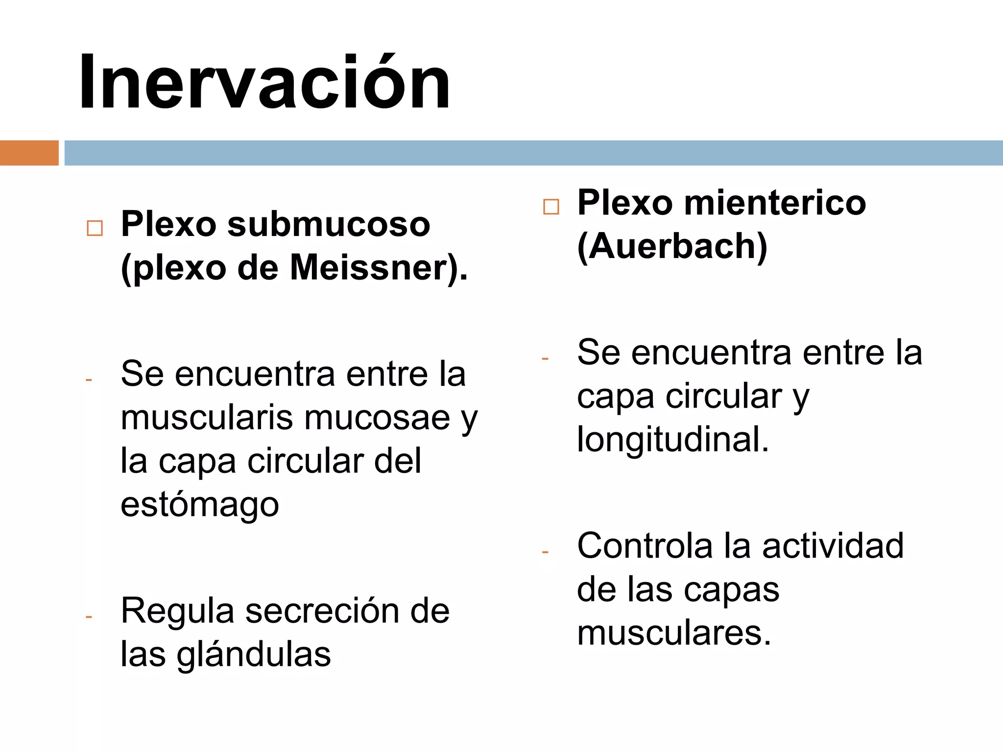 Inervación
 Plexo submucoso
(plexo de Meissner).
- Se encuentra entre la
muscularis mucosae y
la capa circular del
estómago
- Regula secreción de
las glándulas
 Plexo mienterico
(Auerbach)
- Se encuentra entre la
capa circular y
longitudinal.
- Controla la actividad
de las capas
musculares.
 