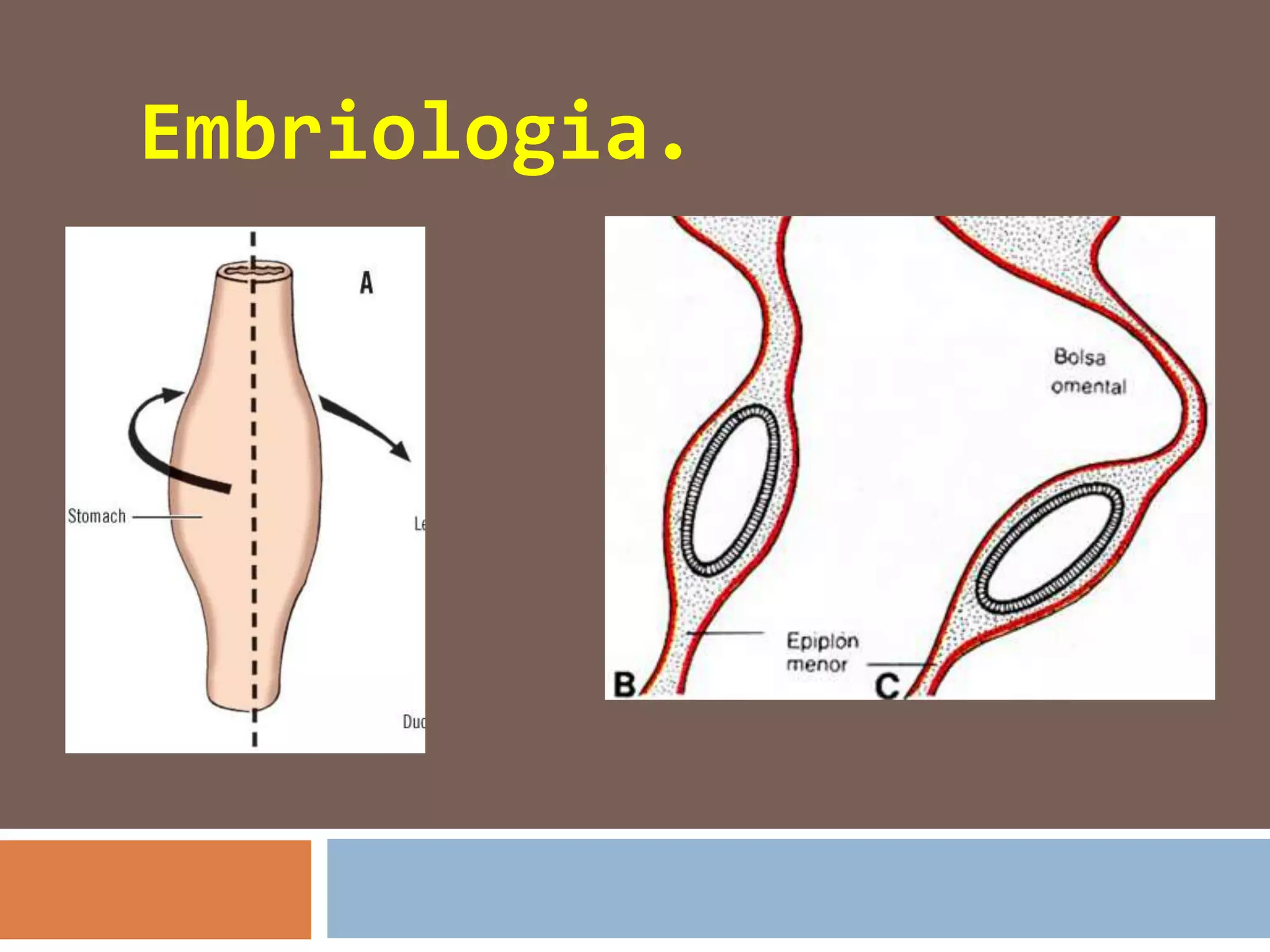 Embriologia.
 