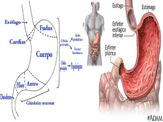 Como reducir tu estomago de forma natural