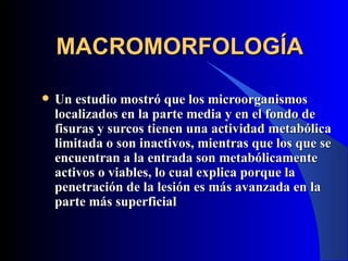 MACROMORFOLOGÍA

   Un estudio mostró que los microorganismos
    localizados en la parte media y en el fondo de
    fisuras y surcos tienen una actividad metabólica
    limitada o son inactivos, mientras que los que se
    encuentran a la entrada son metabólicamente
    activos o viables, lo cual explica porque la
    penetración de la lesión es más avanzada en la
    parte más superficial
 