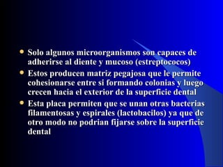    Solo algunos microorganismos son capaces de
    adherirse al diente y mucoso (estreptococos)
   Estos producen matriz pegajosa que le permite
    cohesionarse entre si formando colonias y luego
    crecen hacia el exterior de la superficie dental
   Esta placa permiten que se unan otras bacterias
    filamentosas y espirales (lactobacilos) ya que de
    otro modo no podrian fijarse sobre la superficie
    dental
 