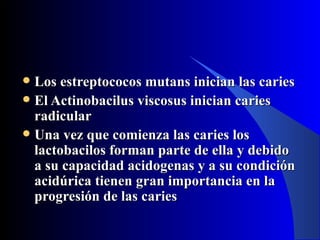  Los estreptococos mutans inician las caries
 El Actinobacilus viscosus inician caries
  radicular
 Una vez que comienza las caries los
  lactobacilos forman parte de ella y debido
  a su capacidad acidogenas y a su condición
  acidúrica tienen gran importancia en la
  progresión de las caries
 