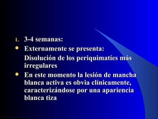 1.   3-4 semanas:
    Externamente se presenta:
     Disolución de los periquimatíes más
     irregulares
    En este momento la lesión de mancha
     blanca activa es obvia clínicamente,
     caracterizándose por una apariencia
     blanca tiza
 