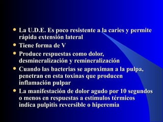    La U.D.E. Es poco resistente a la caries y permite
    rápida extensión lateral
   Tiene forma de V
   Produce respuestas como dolor,
    desmineralización y remineralización
   Cuando las bacterias se aproximan a la pulpa,
    penetran en esta toxinas que producen
    inflamación pulpar
   La manifestación de dolor agudo por 10 segundos
    o menos en respuestas a estímulos térmicos
    indica pulpitis reversible o hiperemia
 