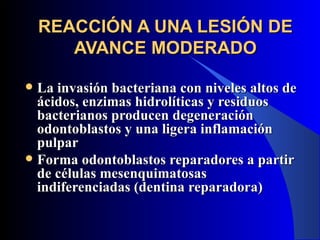 REACCIÓN A UNA LESIÓN DE
       AVANCE MODERADO

 La invasión bacteriana con niveles altos de
  ácidos, enzimas hidrolíticas y residuos
  bacterianos producen degeneración
  odontoblastos y una ligera inflamación
  pulpar
 Forma odontoblastos reparadores a partir
  de células mesenquimatosas
  indiferenciadas (dentina reparadora)
 