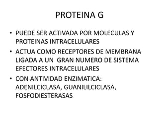PROTEINA G
• PUEDE SER ACTIVADA POR MOLECULAS Y
PROTEINAS INTRACELULARES
• ACTUA COMO RECEPTORES DE MEMBRANA
LIGADA A UN GRAN NUMERO DE SISTEMA
EFECTORES INTRACELULARES
• CON ANTIVIDAD ENZIMATICA:
ADENILCICLASA, GUANILILCICLASA,
FOSFODIESTERASAS
 