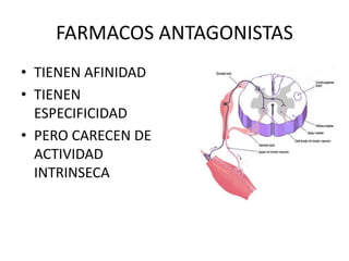 FARMACOS ANTAGONISTAS
• TIENEN AFINIDAD
• TIENEN
ESPECIFICIDAD
• PERO CARECEN DE
ACTIVIDAD
INTRINSECA
 