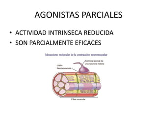AGONISTAS PARCIALES
• ACTIVIDAD INTRINSECA REDUCIDA
• SON PARCIALMENTE EFICACES
 