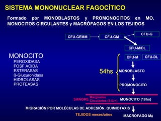 Clase de fisiología Sangre Generalidadesygb | PPT