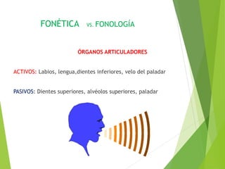 FONÉTICA VS. FONOLOGÍA
ÓRGANOS ARTICULADORES
ACTIVOS: Labios, lengua,dientes inferiores, velo del paladar
PASIVOS: Dientes superiores, alvéolos superiores, paladar
 