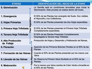 ETAPAS                                                IDENTIFICACIÓN DEL INICIO DE LA ETAPA
0. Germinación                                              La Semilla está en condiciones favorables para iniciar la
                                                            Germinación. Este proceso se realiza dentro del Suelo.


1. Emergencia                                               El 50% de las Plantas han emergido del Suelo. Son visibles




                             Fase Vegetativa
                                                            el Hipocotilo y los Cotiledones.
2. Hojas Primarias                                          El 50% de las Plantas presentan las dos Hojas expandidas.


3. Primera Hoja Trifoliada                                  El 50% de las Plantas presentan la Primera Hoja Trifoliada
                                                            Completamente expandidas.
4. Tercera Hoja Trifoliada                                  El 50% de las Plantas Presentan Completamente
                                                            Desplegada la Tercera Hoja Trifoliada.
5. Alta Producción                                          Producción de Hojas y Desarrollo y Prefloración de Ramas.
 de Follaje
6. Floración                                                Aparición de los Primeros Botones Florales en el 50% de las
                                        Fase Reproductiva




                                                            Plantas
7. Formación de las Vainas                                  Cuando el 50% de las Plantas presentan por los menos una
                                                            Vaina
8. Llenado de las Vainas                                    Se Observa la Primera Vaina Abultada en el 50% de las
                                                            Plantas.
9. Maduración                                               Por lo menos una Vaina cambia de Color Verde a Amarilla en
                                                            el 50% de las Plantas.
 