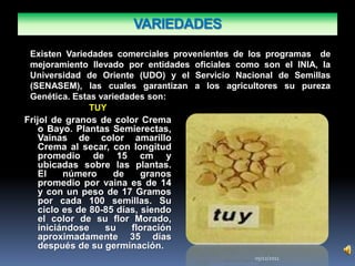 VARIEDADES
 Existen Variedades comerciales provenientes de los programas de
 mejoramiento llevado por entidades oficiales como son el INIA, la
 Universidad de Oriente (UDO) y el Servicio Nacional de Semillas
 (SENASEM), las cuales garantizan a los agricultores su pureza
 Genética. Estas variedades son:
               TUY
Frijol de granos de color Crema
    o Bayo. Plantas Semierectas,
    Vainas de color amarillo
    Crema al secar, con longitud
    promedio de 15 cm y
    ubicadas sobre las plantas.
    El    número     de     granos
    promedio por vaina es de 14
    y con un peso de 17 Gramos
    por cada 100 semillas. Su
    ciclo es de 80-85 días, siendo
    el color de su flor Morado,
    iniciándose    su    floración
    aproximadamente 35 días
    después de su germinación.
                                                 05/12/2011
 