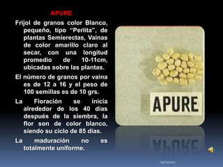 APURE
Frijol de granos color Blanco,
   pequeño, tipo “Perlita”, de
   plantas Semierectas, Vainas
   de color amarillo claro al
   secar, con una longitud
   promedio     de    10-11cm,
   ubicadas sobre las plantas.
El número de granos por vaina
   es de 12 a 16 y el peso de
   100 semillas es de 10 grs.
La       Floración    se    inicia
     alrededor de los 40 días
     después de la siembra, la
     flor son de color blanco,
     siendo su ciclo de 85 días.
La       maduración    no      es
     totalmente uniforme.

                                     05/12/2011
 