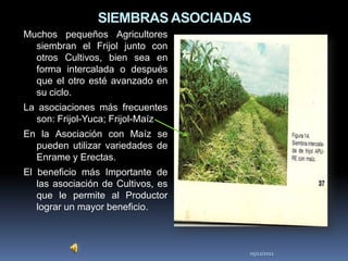 SIEMBRAS ASOCIADAS
Muchos pequeños Agricultores
  siembran el Frijol junto con
  otros Cultivos, bien sea en
  forma intercalada o después
  que el otro esté avanzado en
  su ciclo.
La asociaciones más frecuentes
  son: Frijol-Yuca; Frijol-Maíz
En la Asociación con Maíz se
  pueden utilizar variedades de
  Enrame y Erectas.
El beneficio más Importante de
   las asociación de Cultivos, es
   que le permite al Productor
   lograr un mayor beneficio.



                                    05/12/2011
 