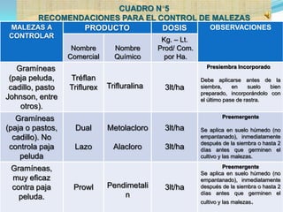 CUADRO N 5
       RECOMENDACIONES PARA EL CONTROL DE MALEZAS
 MALEZAS A     PRODUCTO         DOSIS    OBSERVACIONES
 CONTROLAR
                                              Kg. – Lt.
                   Nombre       Nombre       Prod/ Com.
                  Comercial     Químico        por Ha.
   Gramíneas                                                Presiembra Incorporado

 (paja peluda,    Tréflan                                 Debe aplicarse antes de la
 cadillo, pasto   Triflurex   Trifluralina     3lt/ha     siembra,     en     suelo bien
                                                          preparado, incorporándolo con
Johnson, entre                                            el último pase de rastra.
    otros).
   Gramíneas                                                       Preemergente

(paja o pastos,     Dual      Metolacloro      3lt/ha     Se aplica en suelo húmedo (no
  cadillo). No                                            empantanado), inmediatamente
                                                          después de la siembra o hasta 2
 controla paja      Lazo        Alacloro       3lt/ha     días antes que germinen el
    peluda                                                cultivo y las malezas.

 Gramíneas,                                                       Preemergente
                                                          Se aplica en suelo húmedo (no
 muy eficaz                                               empantanado), inmediatamente
 contra paja       Prowl      Pendimetali      3lt/ha     después de la siembra o hasta 2
                                  n                       días antes que germinen el
   peluda.
                                                          cultivo y las malezas.
 